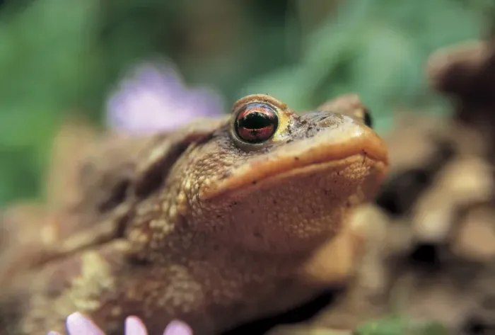 Framed Print : Bufo Bufo Toad Print Framed Print : Bufo Bufo Toad Print