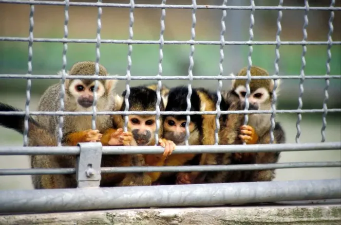 Framed Print : Monkeys Print featuring Monkeys and their Cubs