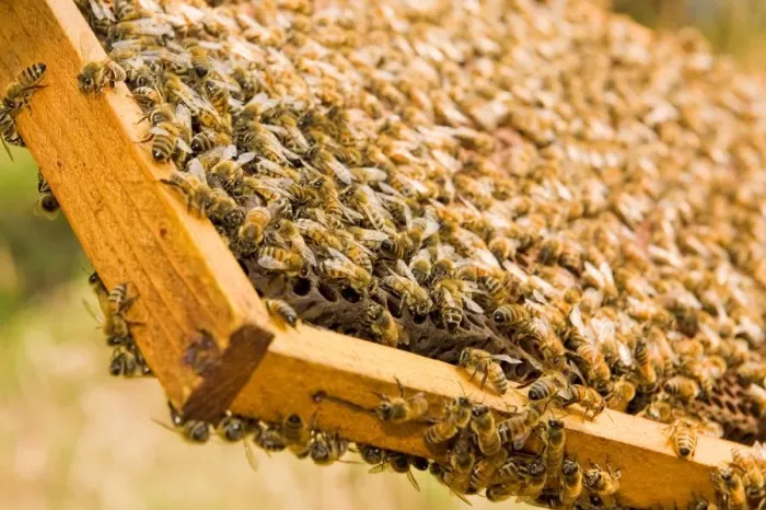 Framed Print : Beekeeping Print (Horizontal) Framed Print : Beekeeping Print (Horizontal)