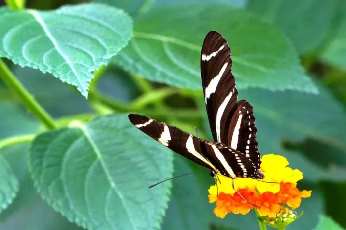 Framed Print : Butterfly Print featuring a Zebra and Longwing Butterfly Framed Print : Butterfly Print featuring a Zebra and Longwing Butterfly