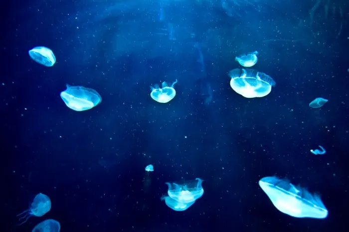 Framed Print : Jellyfish Print (Horizontal) Framed Print : Jellyfish Print (Horizontal)