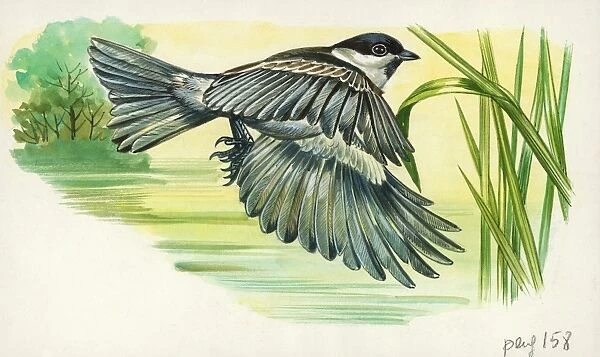 Marsh Tit Parus or Poecile palustris in flight, illustration