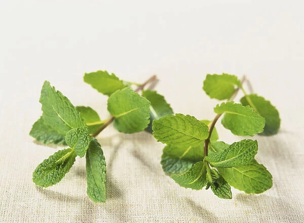 Mentha species Moroccan, Moroccan Mint, fresh, bright green, leaf sprigs