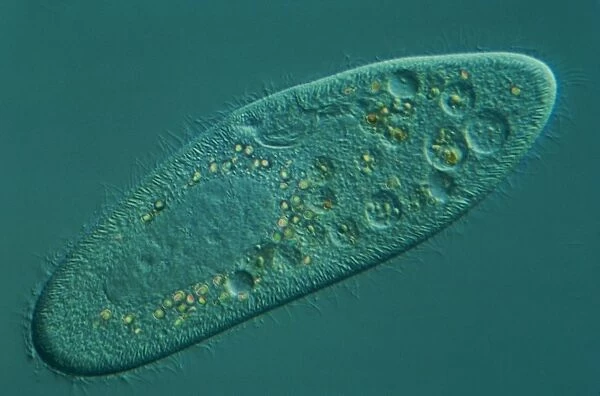 Microscopic view of a Paramecium, a single celled organism