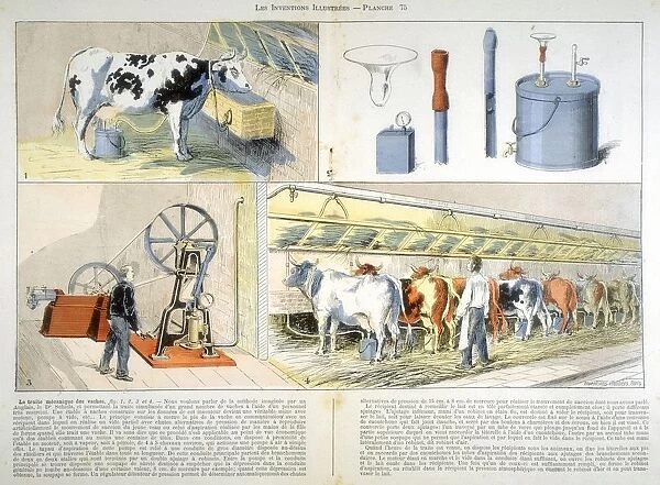 Milking parlour equipped with Thistle suction and pulsation milking machine, 1895