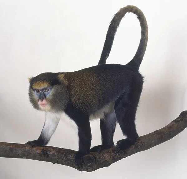 Mona Monkey, Cercopithecus mona, standing on all fours on tree branch, long tail curling over back, distinctive blue markings around eyes, pink mouth, white hair on underbelly, side view