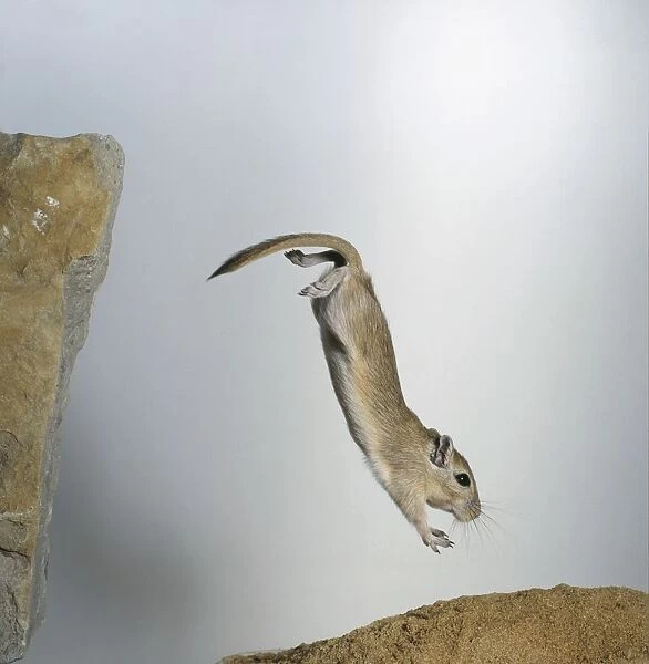 Mongolian gerbil (Meriones unguiculatus) jumping head-down from a rock