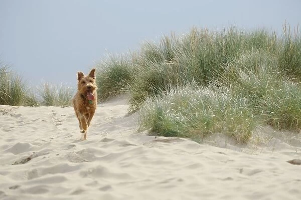 Mongrel dog running on sand with tongue out
