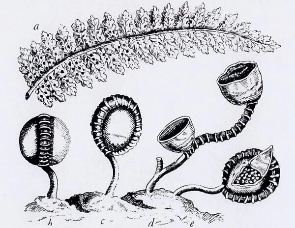 Observation by Jan Swammerdam (1637-1680), Dutch naturalist, of sporangia (spore