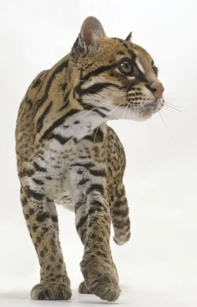 Ocelot (Felis pardalis) walking, looking away