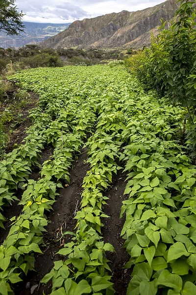 Organic garden in Ambuqui, Ecuador