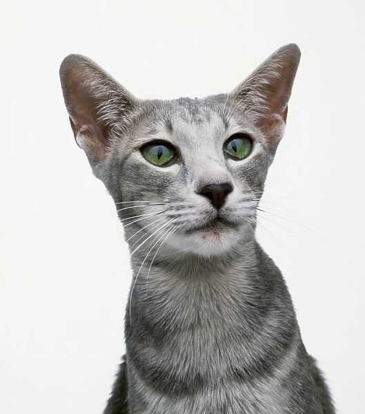 Oriental blue shorthair cat with green eyes, close-up