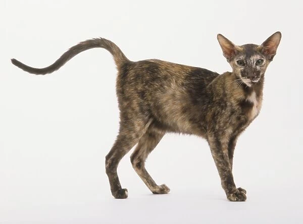 Oriental Shorthair Cat (Felis catus) with a patchy, brown, black and white coat and a long, slim tail, looking at camera, side view