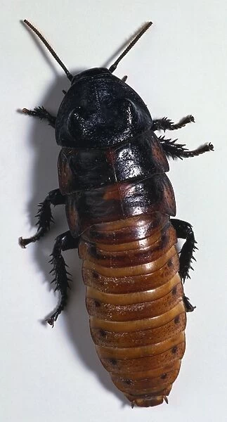 Overhead view of a Hissing Cockroach