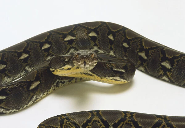 Overhead view of a Reticulated Python showing the geometric markings in irregular diamond shapes along the back, smooth scales of a single colour and plain head with a line running from each eye to the angle of the jaw