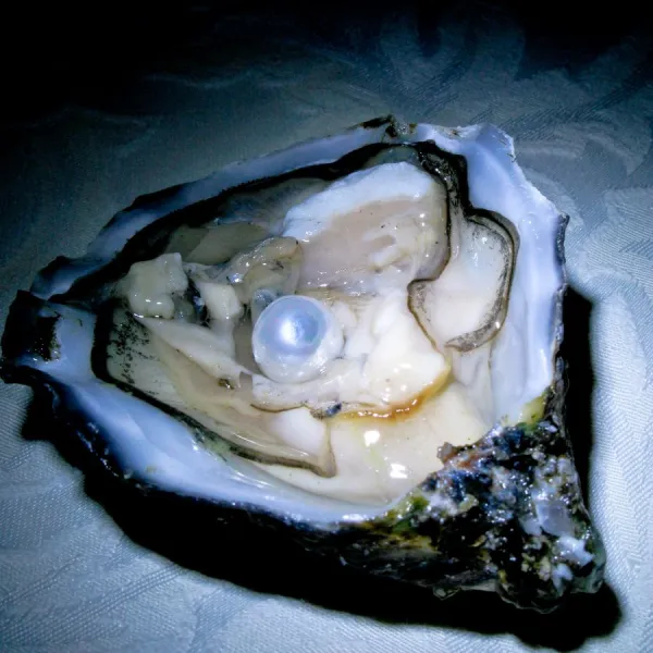 Oyster with hotsell pearls for sale