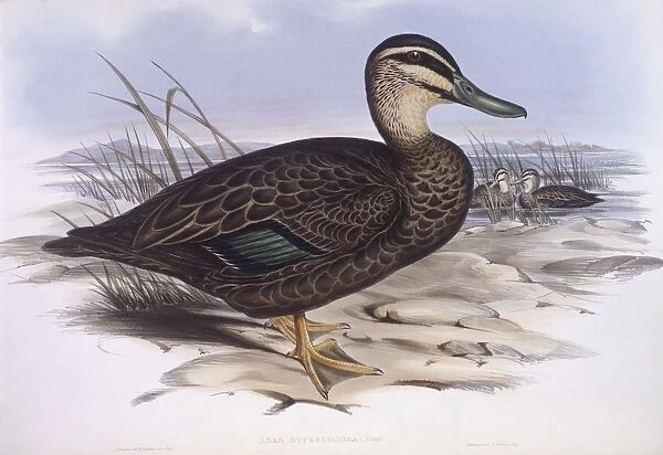 Pacific black duck (Anas superciliosa), Engraving by John Gould