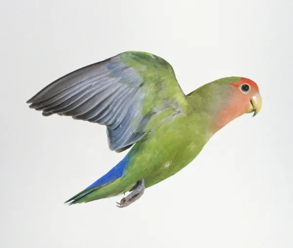 Green lovebird discount