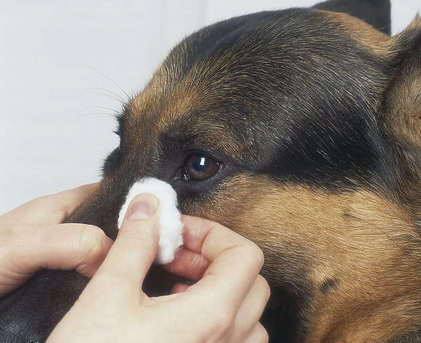 Person using cotton wool to clean eye of black and tan German Shepherd dog, close-up