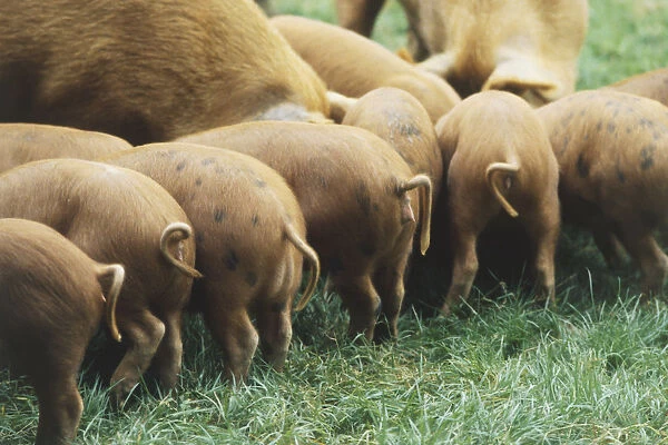 Pig tails on a group of pigs, seen from the rear, on an organic farm