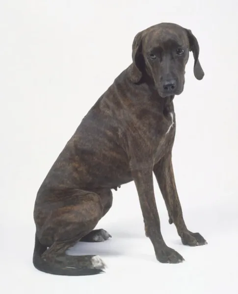 Plott hound hotsell for sale