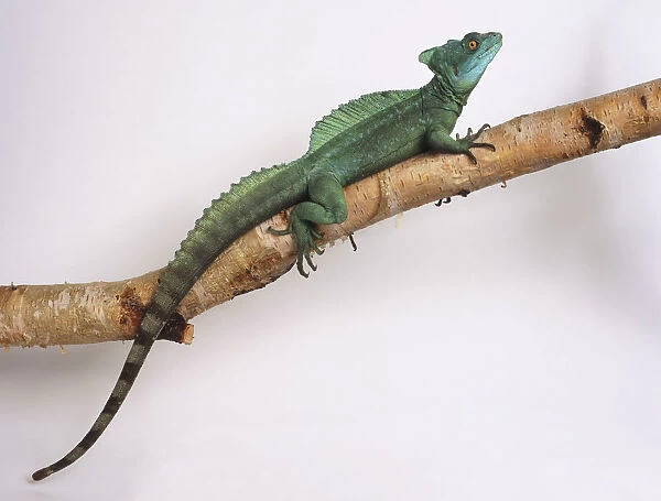 Plumed Basilisk (male) on a branch. This lizard is vivid green and is usually patterned with light blue or yellow spots. It has three large crests supported by bony spines on the head, back, and tail, and are especially developed in this male
