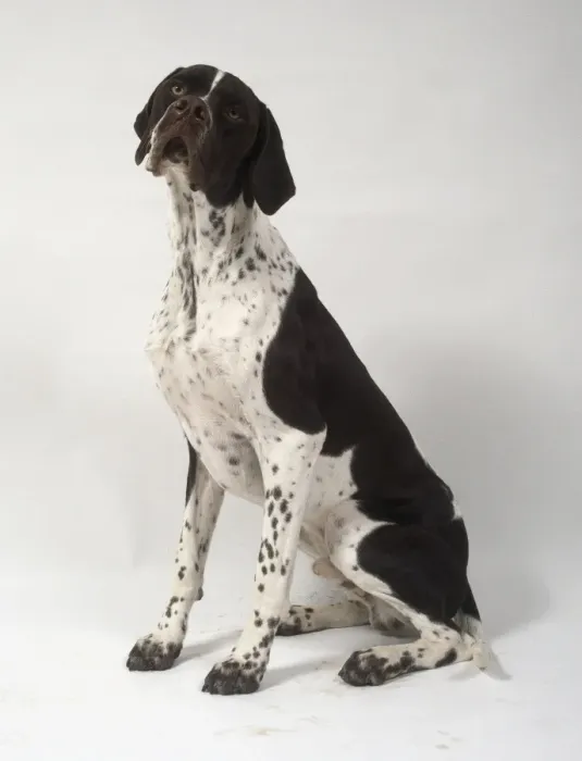 Framed Print : Pointer Dog Print