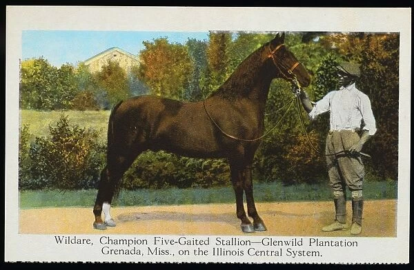 Postcard of Wildare, Champion Five-Gaited Stallion. ca. 1922, Wildare, a show stallion who is either a saddlebred or Tennessee walking horse, at home on the Glenwild Plantation in Mississippi