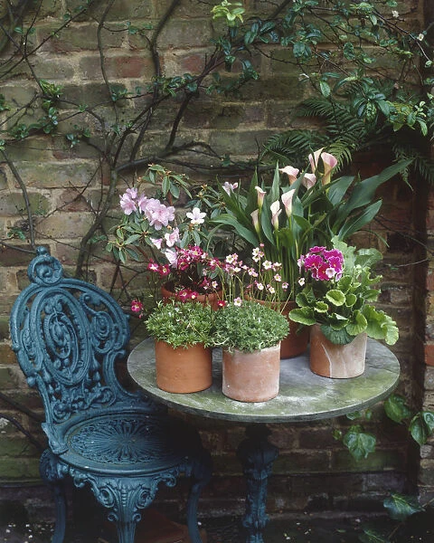 Pots filled with saxifrages, primulas, arum lilies and miniature rhododendrons, on a table in a shaded patio, ornate metal chair nearby