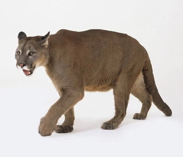 Puma (Felis concolor) walking, side view