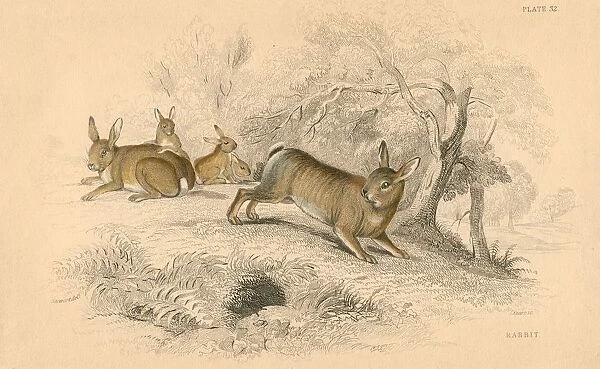 Rabbit (Oryctolagus cuniculus), the Old World rabbit. (1828). A rodent introduced