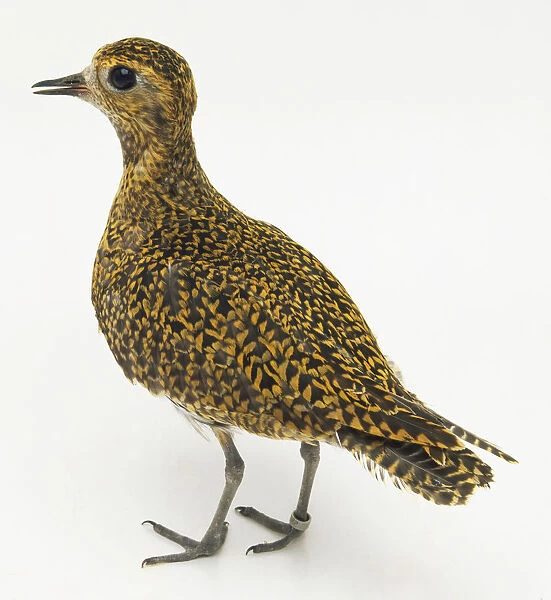 Side rear view of a female European Golden Plover, with head in profile, showing the slightly open bill, plumage vaguely spotted with yellow and brown, and long legs, one of which has an identification ring on it