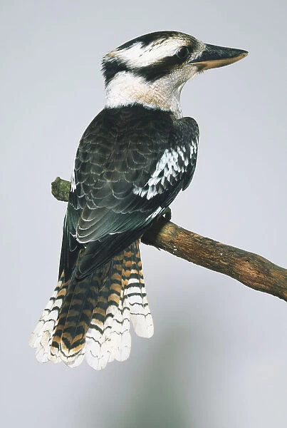 Rear view of a Laughing Kookaburra (Dacelo novaguineae), perching on a branch, head in profile