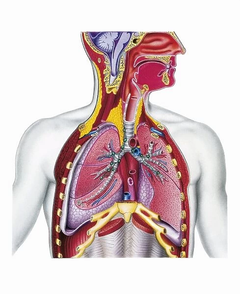 Respiratory system, cross-section, drawing