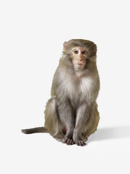 Rhesus Monkey Macaca mulatta