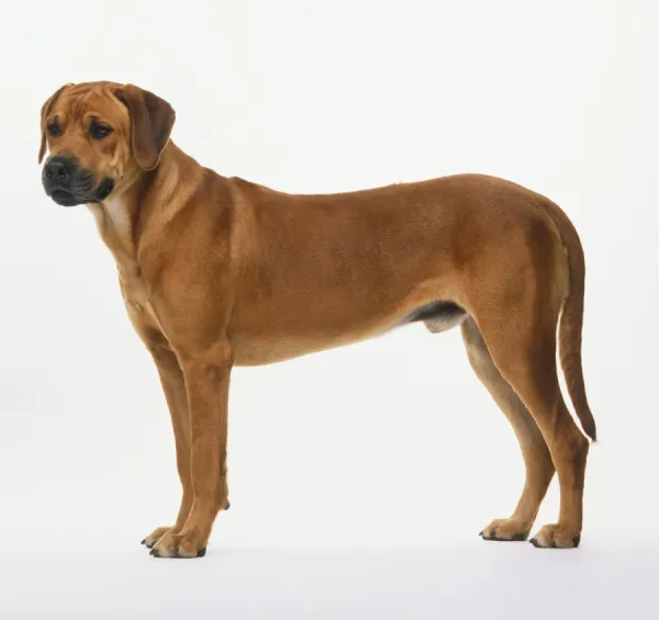 A Rhodesian ridgeback dog, standing, side view