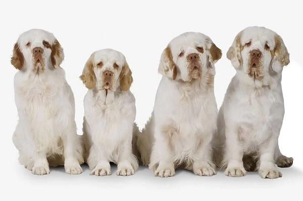Row of white and lemon Clumber Spaniel dogs