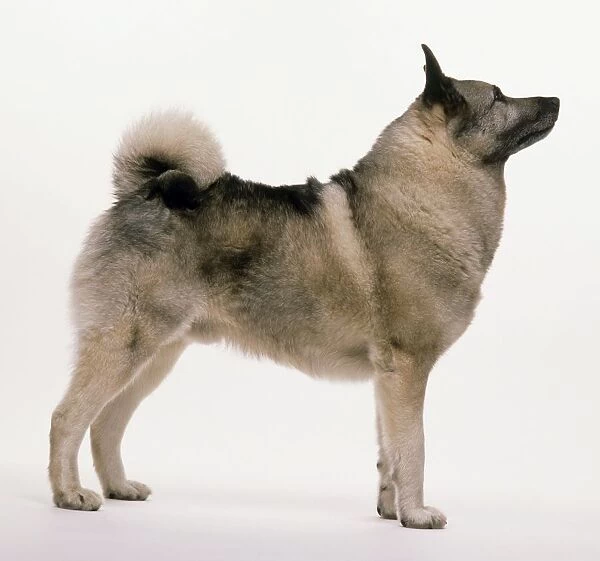 Sable Norwegian Elkhound dog, standing, side view