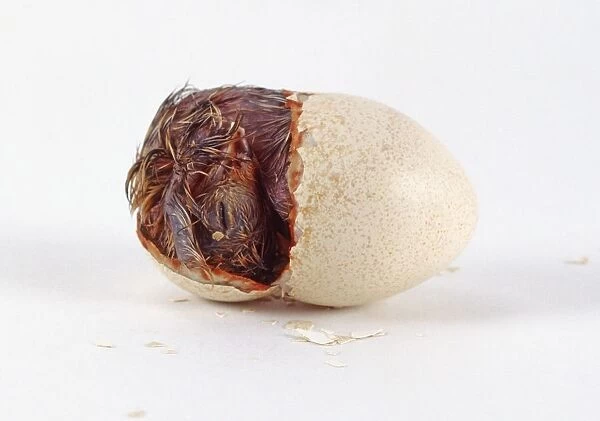 Scaled quail or Blue quail (Callipepla squamata) hatching, curled up inside broken egg shell