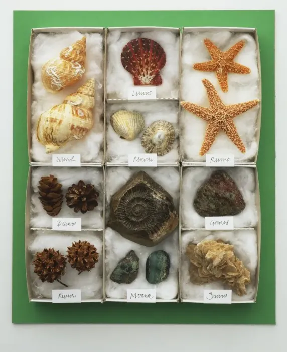 Framed Print : Sea Shells Print, Tray View