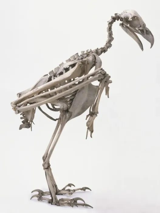 Framed Print : Wedge-tailed Eagle Skeleton Print Framed Print : Wedge-tailed Eagle Skeleton Print