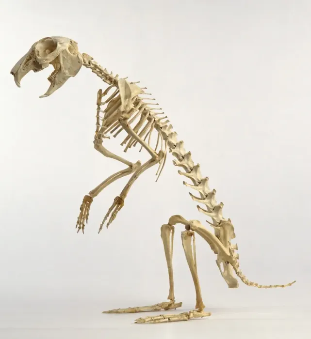 Framed Print : Hare Skeleton Print Framed Print : Hare Skeleton Print
