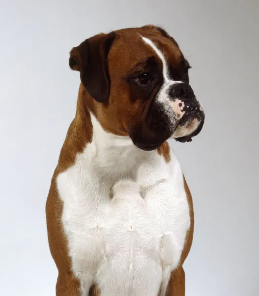 Prints of A scowling brown boxer with a muscular white chest head and neck only