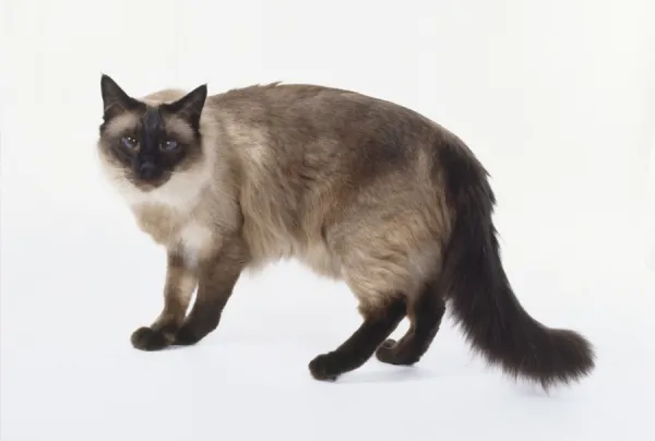 Seal Point Balinese cat with seal brown points and pale fawn coloured back, standing