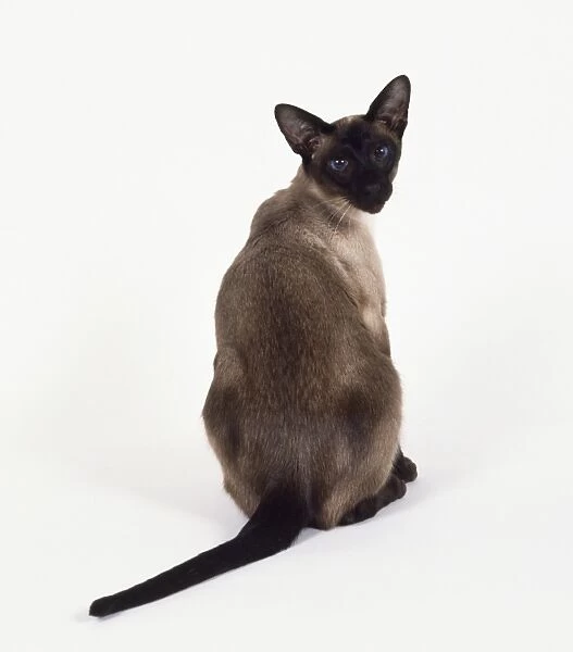 Seal Point Siamese cat with darker colouration on back #9480905