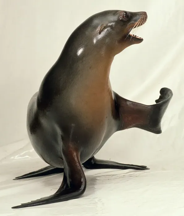 Framed Print : Sealion Print with Raised Front Flippers Framed Print : Sealion Print with Raised Front Flippers