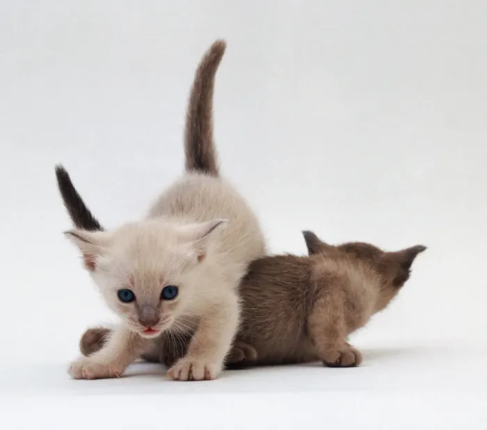 Framed Print : Siamese Kittens Playing Print Framed Print : Siamese Kittens Playing Print