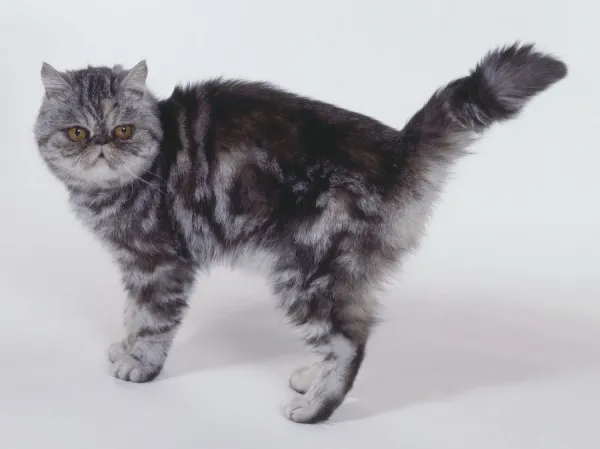 Black silver best sale classic tabby