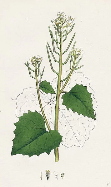 Sisymbrium Alliaria, Garlic hedge-mustard