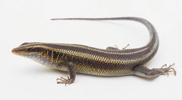 Skink Lizard (Squamata)